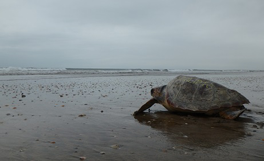 Suelta de tortugas en Punta Umbría
